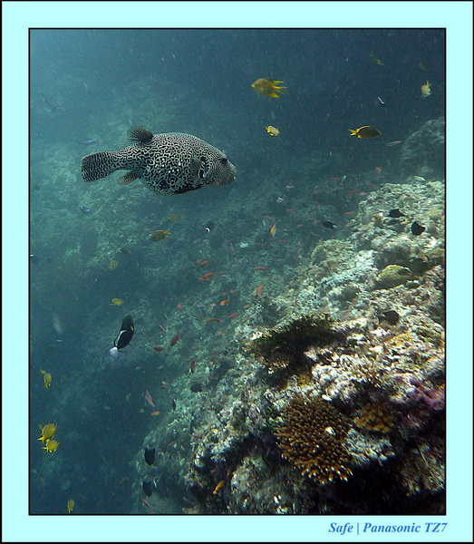 2011 - 08 - Borneo - Sipadan 016